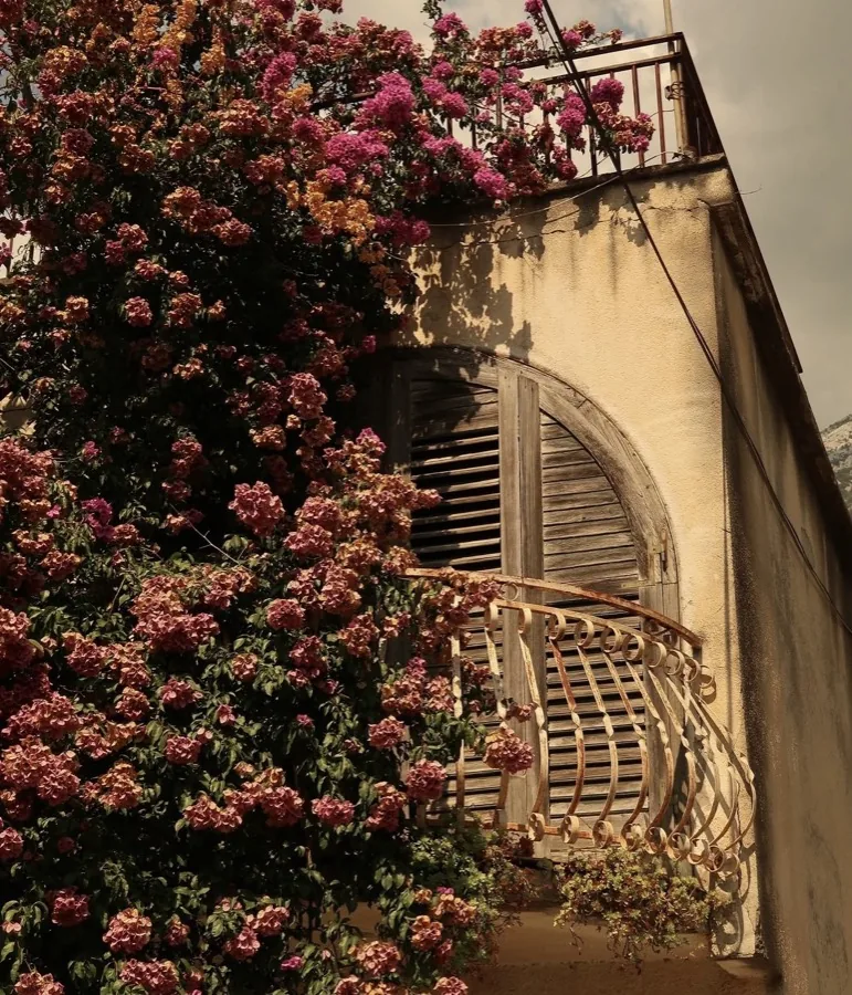 Bougainvillea in full bloom spilling over a curved iron balcony with wooden shutters.